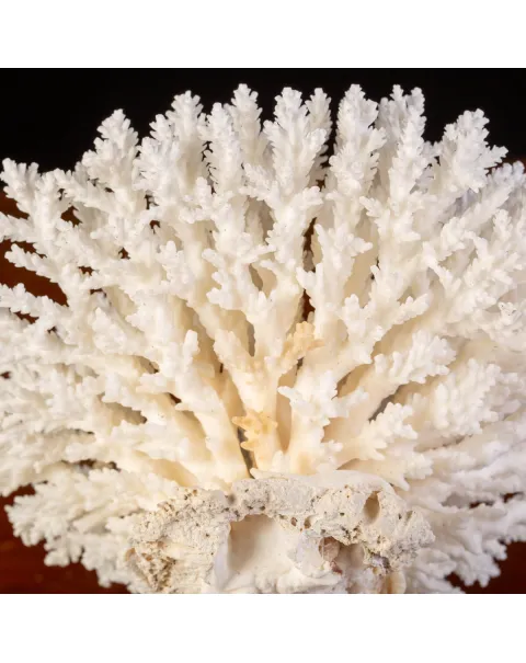 Corallo, Acropora: Meraviglie Marine nell'Interior Design.