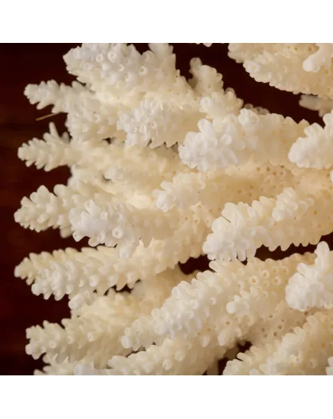 Esemplare di Acropora Latistella su base decorativa.