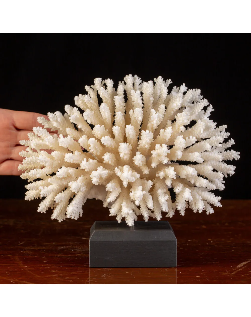 Esemplare di Acropora Latistella su base decorativa.