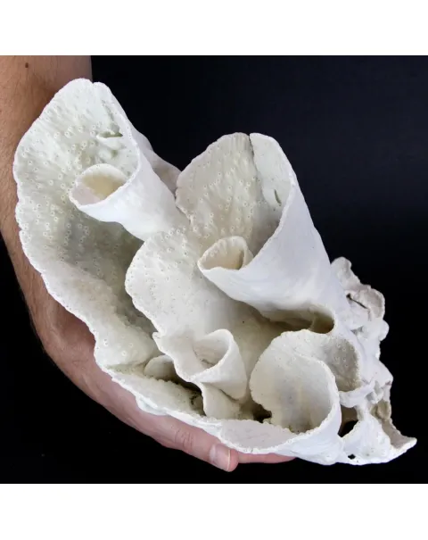 Madrepora Turbinaria Mesenterina