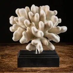Stylophora Pistillata (9)