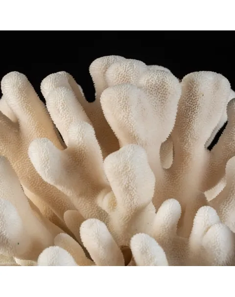 Stylophora Pistillata su Base