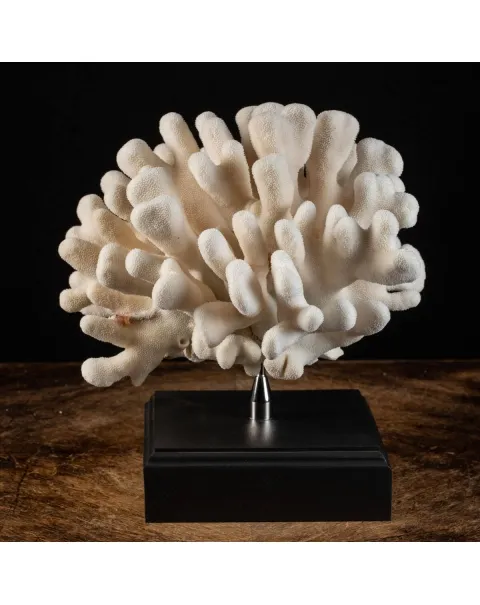 Stylophora Pistillata su Base