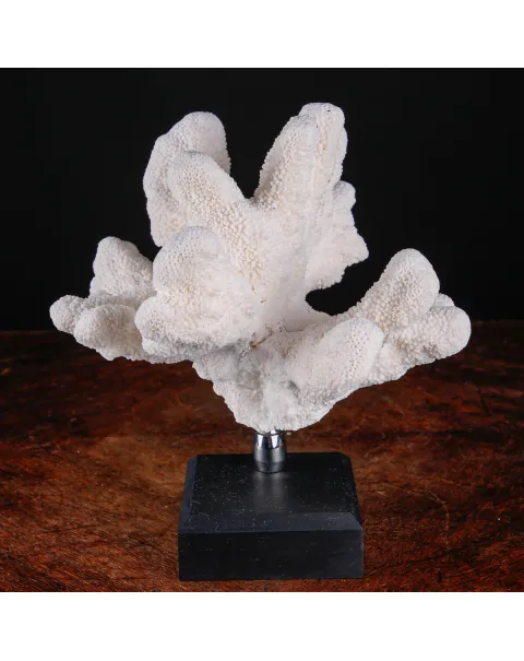 Stylophora Pistillata – Corallo su Base Decorativa.