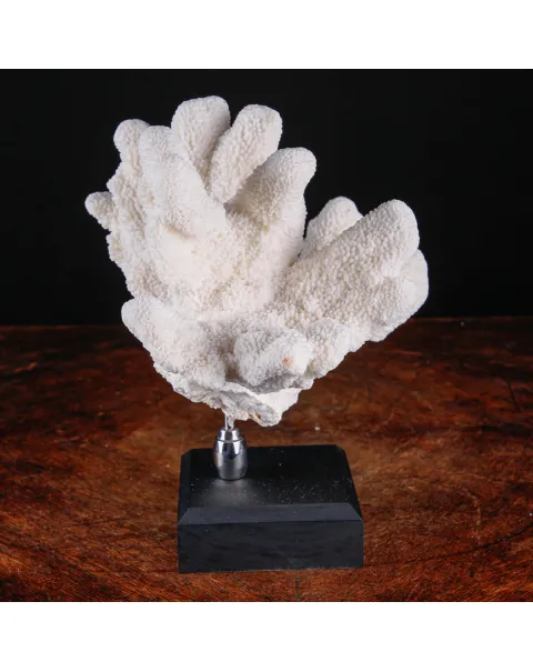 Stylophora Pistillata – Corallo su Base Decorativa.