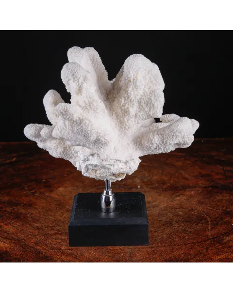 Stylophora Pistillata – Corallo su Base Decorativa.