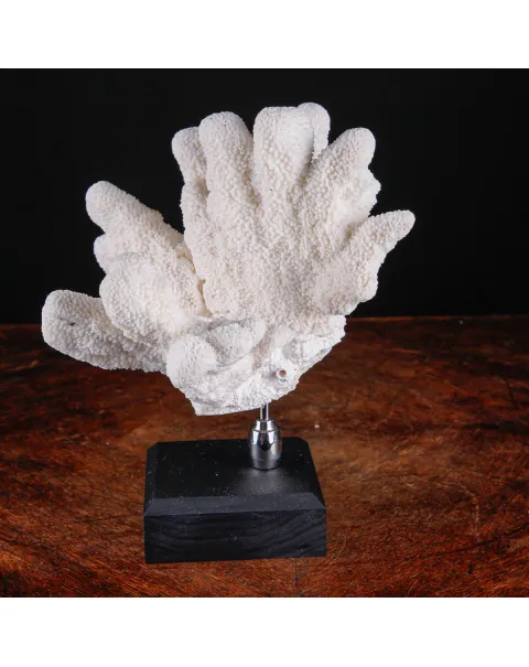Stylophora Pistillata – Corallo su Base Decorativa.