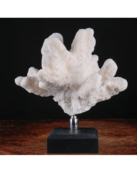Stylophora Pistillata – Corallo su Base Decorativa.