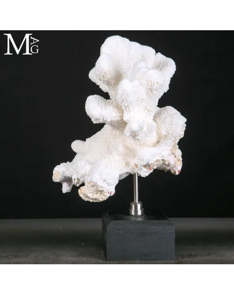 Stylophora Pistillata – Scultura Corallina