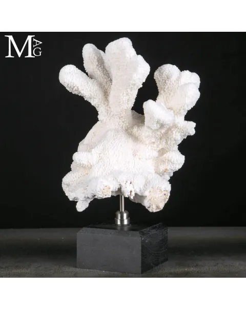 Stylophora Pistillata – Scultura Corallina