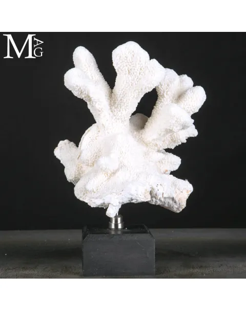 Stylophora Pistillata – Scultura Corallina