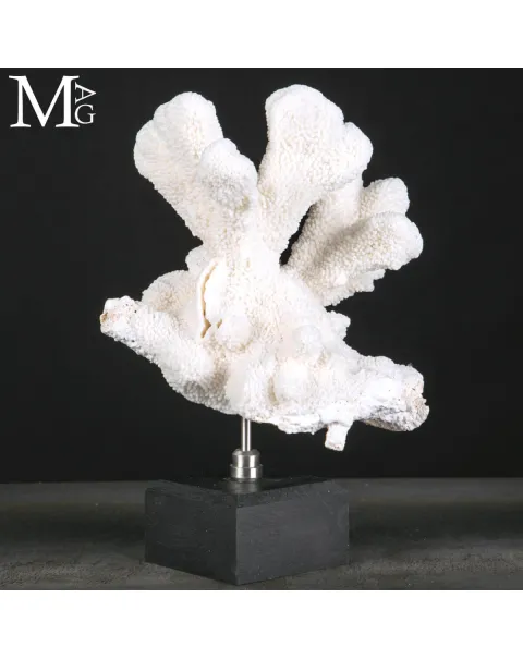 Stylophora Pistillata – Scultura Corallina