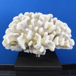 Pocillopora Meandrina (16)