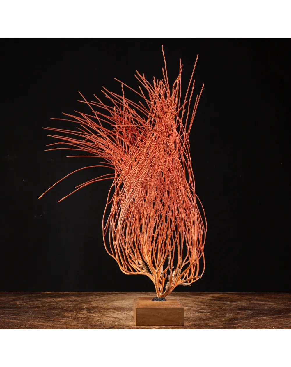 Gorgonia