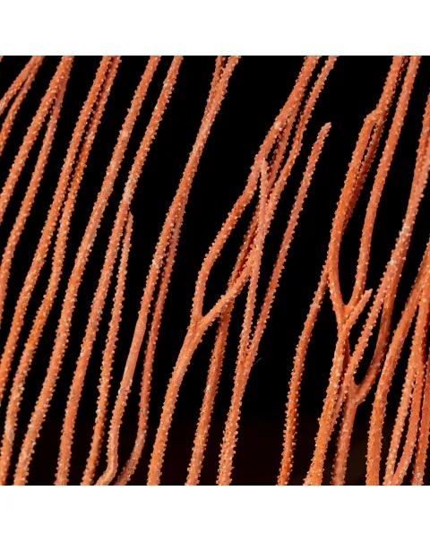 Gorgonia