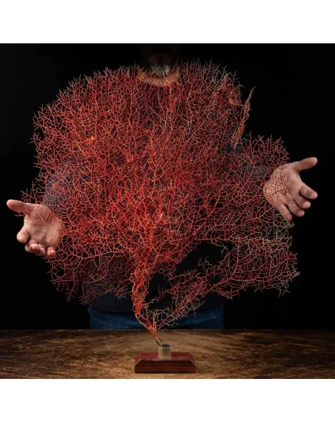 Gorgonia Rossa - Ventaglio del Mare