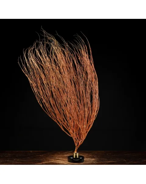 Gorgonia