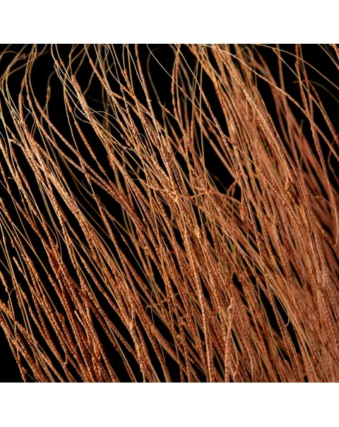 Gorgonia