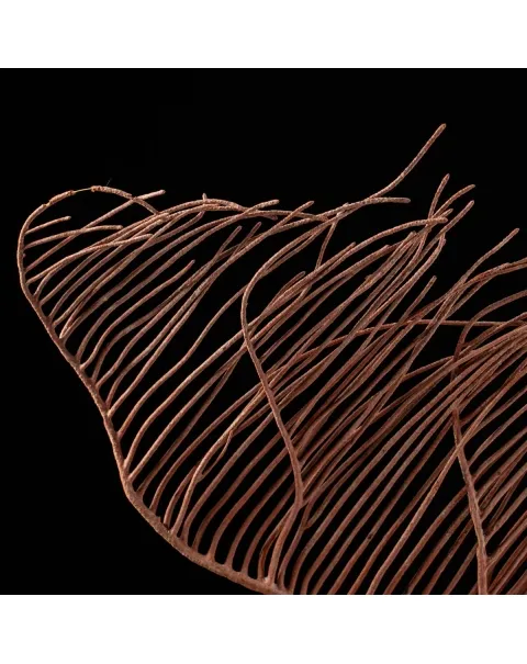 Gorgonia