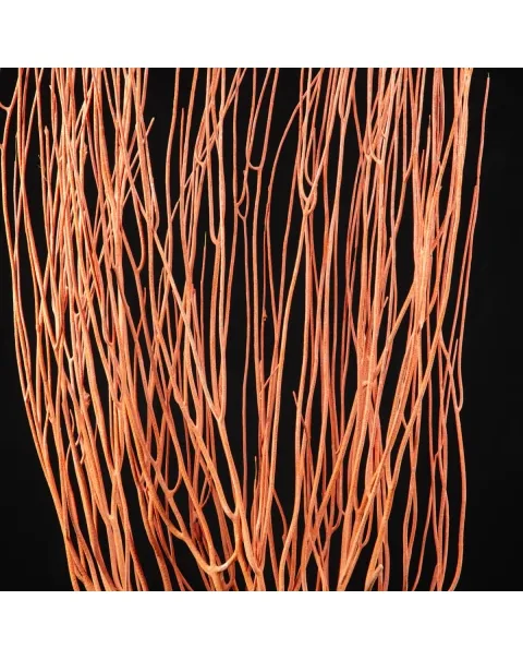 Gorgonia