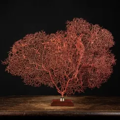Melithaea Ochracea -  Gorgonia Rossa a Ventaglio (9)