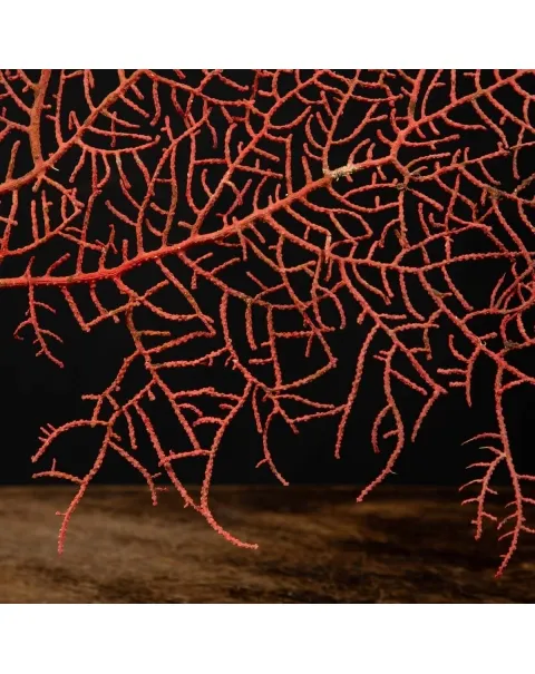 Gorgonia Rossa - Ventaglio del Mare