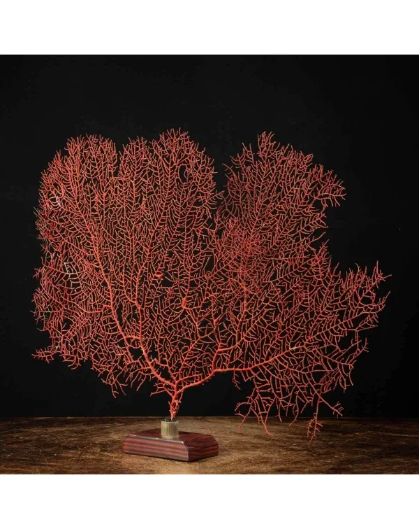 Gorgonia Rossa - Ventaglio del Mare