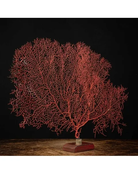 Gorgonia Rossa - Ventaglio del Mare