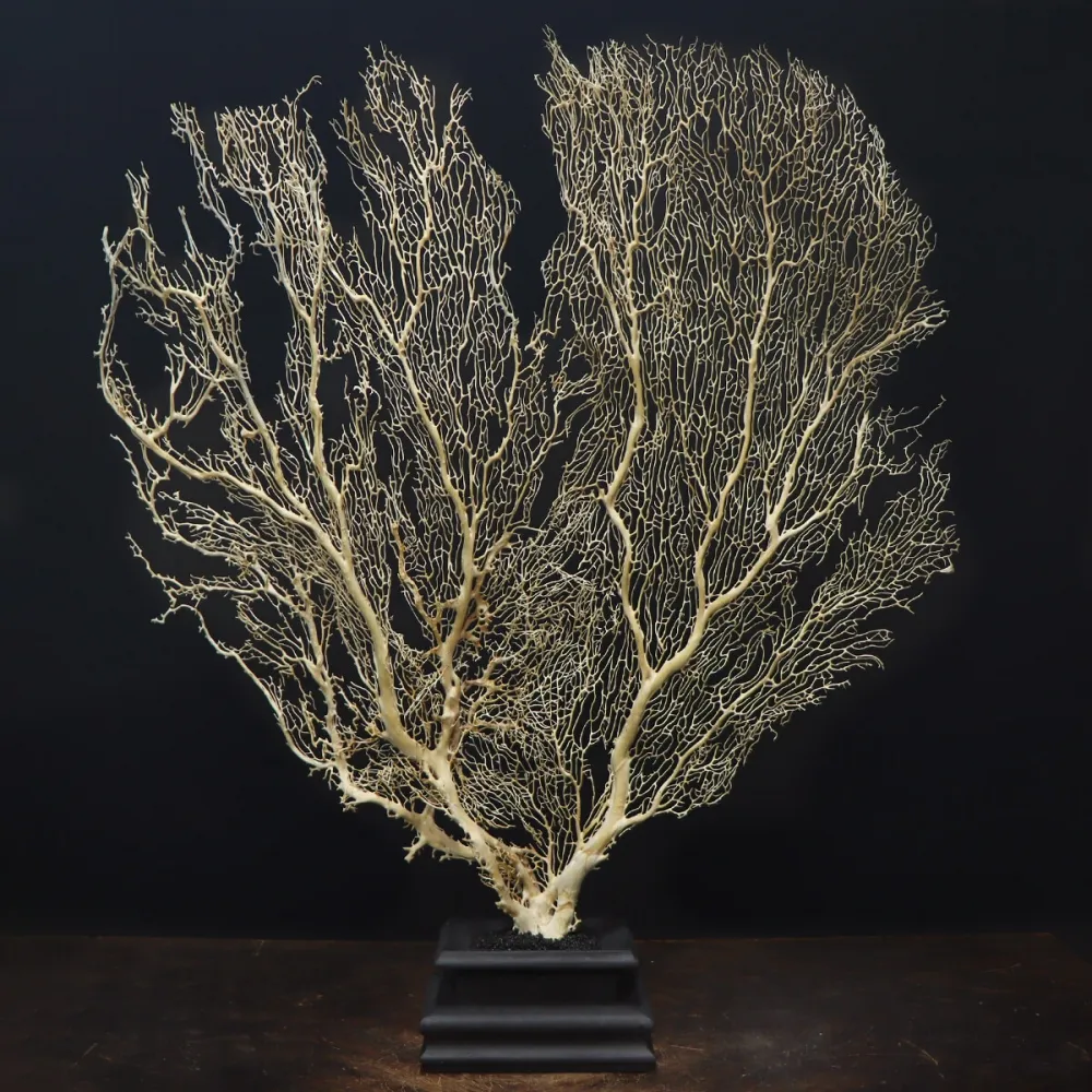 Gorgonia