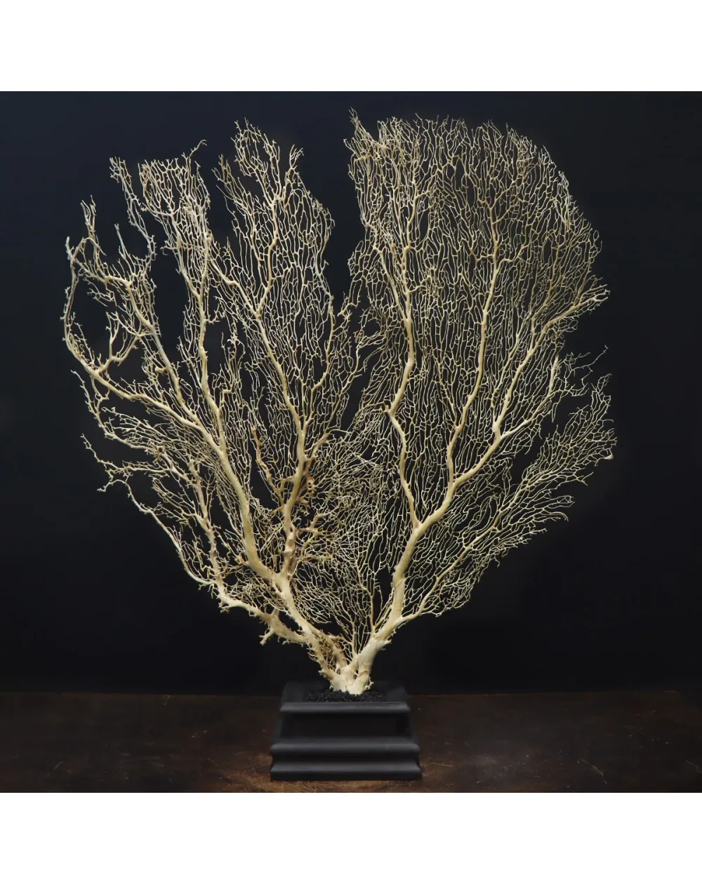 Gorgonia