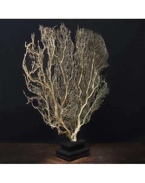 Gorgonia