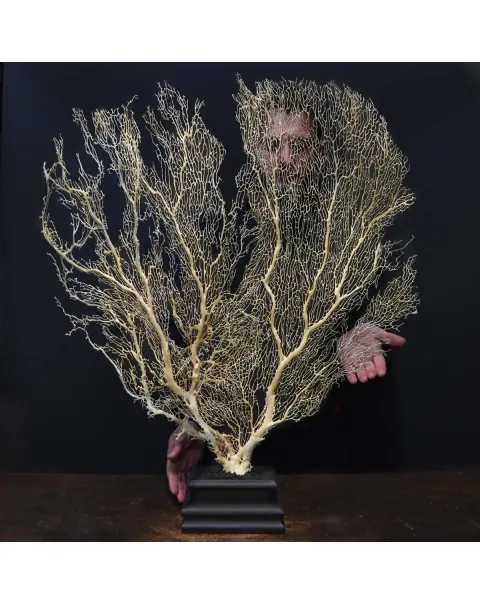 Gorgonia