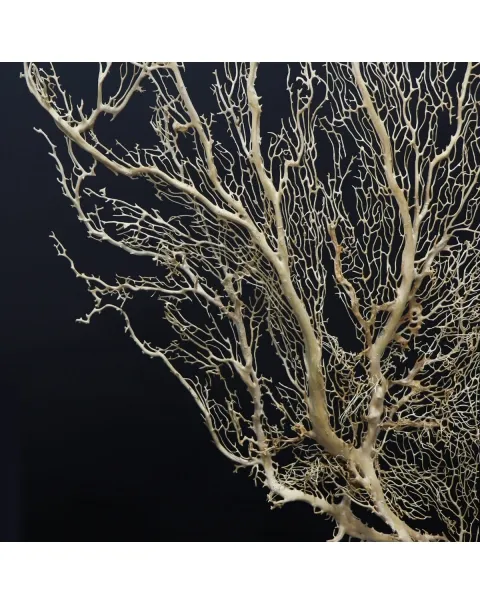 Gorgonia