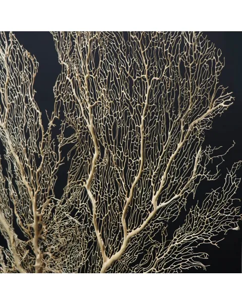 Gorgonia