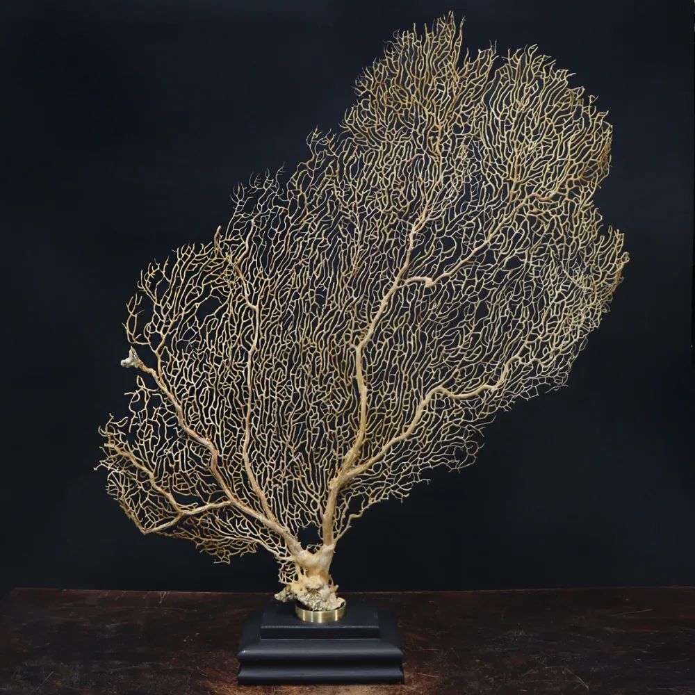 Gorgonia