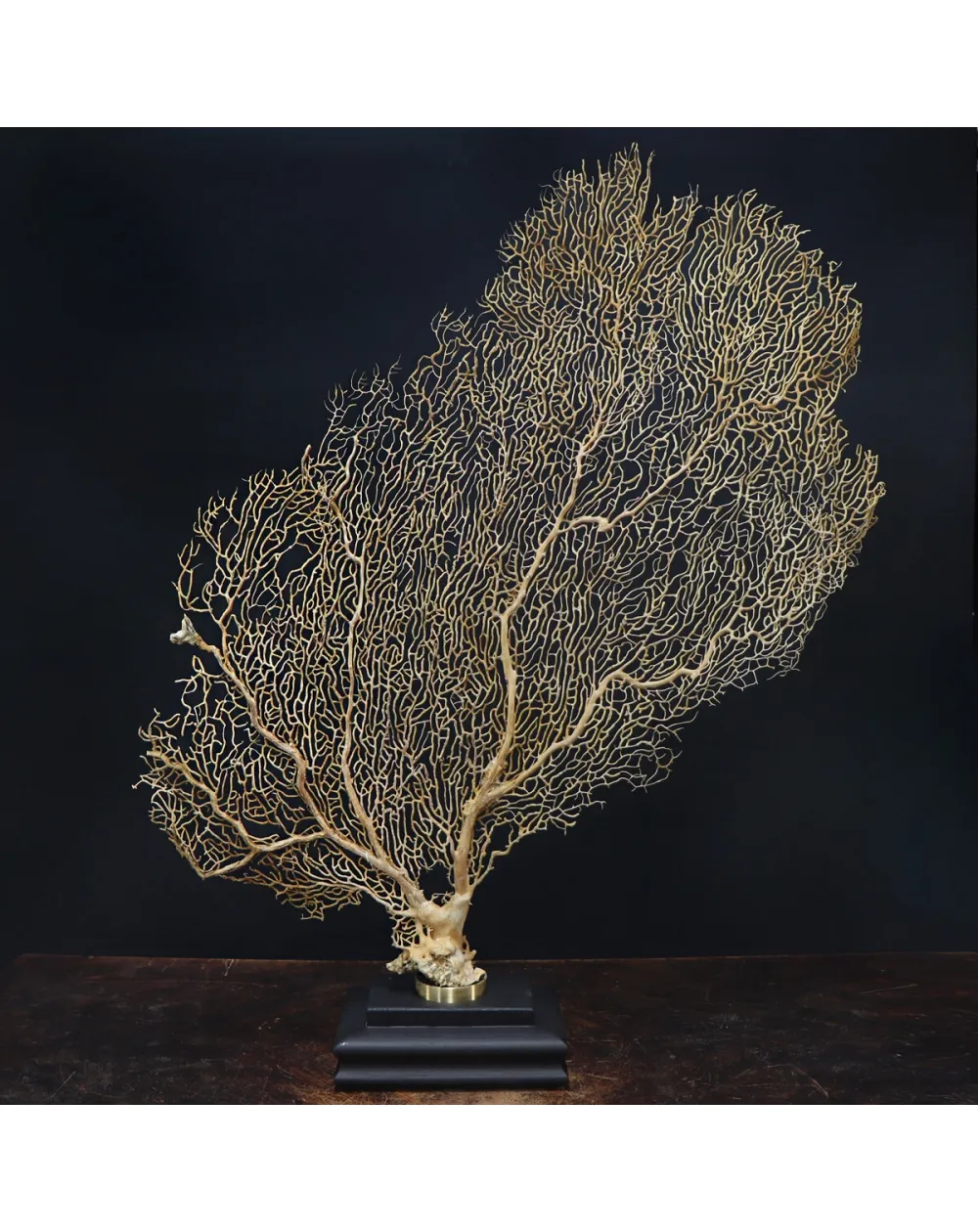 Gorgonia