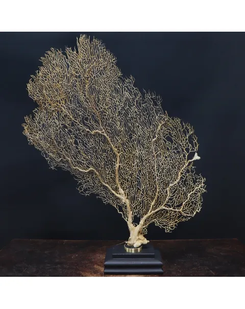 Gorgonia