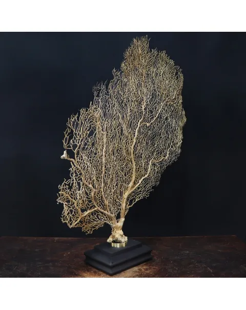 Gorgonia