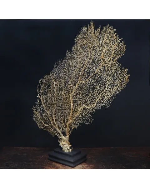 Gorgonia