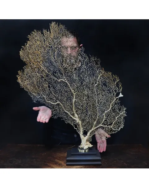 Gorgonia