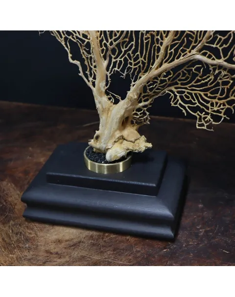 Gorgonia