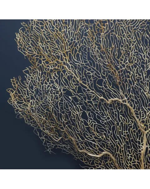 Gorgonia