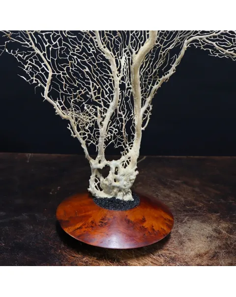 Gorgonia