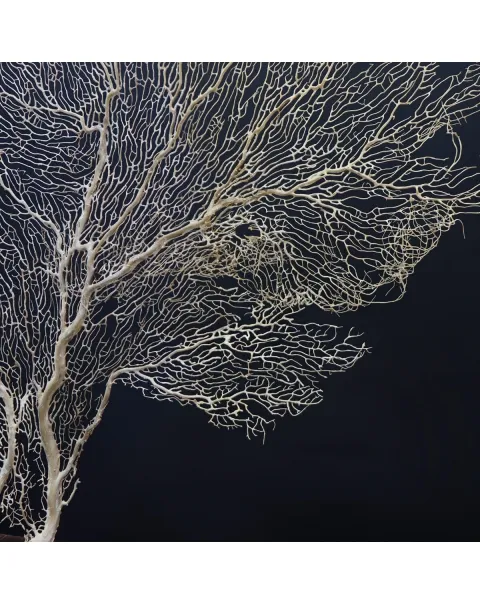 Gorgonia