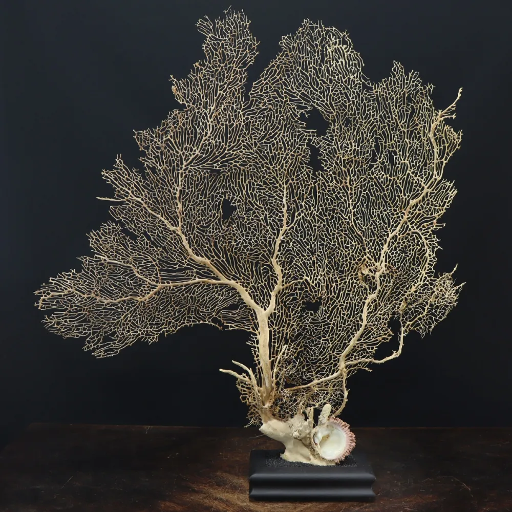 Gorgonia