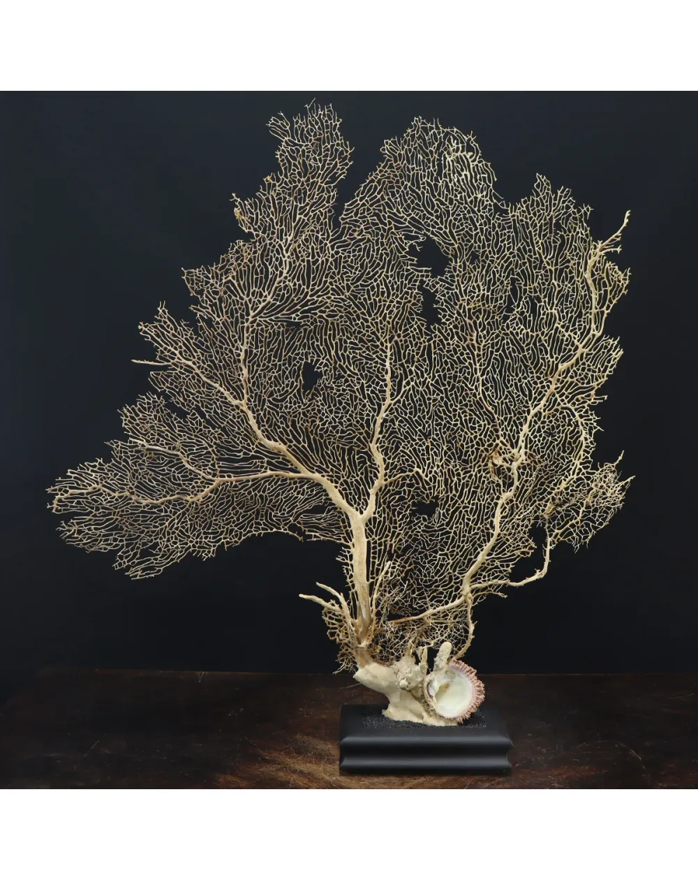 Gorgonia