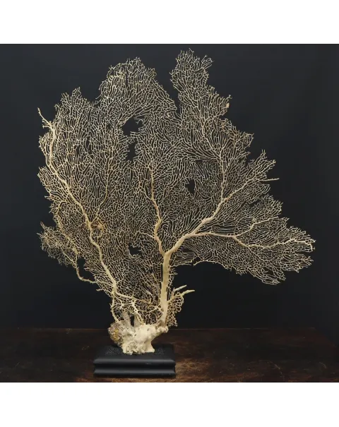 Gorgonia