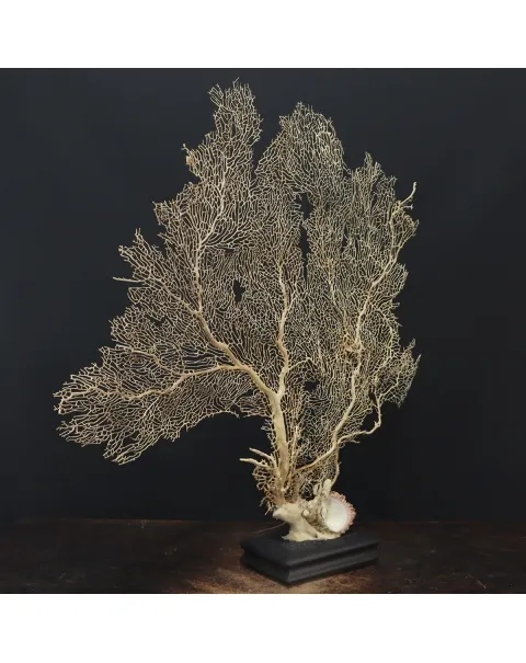 Gorgonia