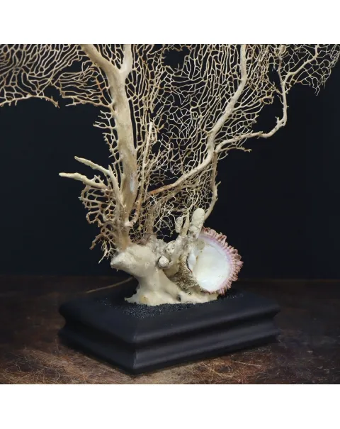 Gorgonia
