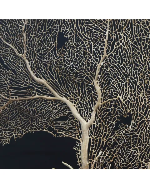 Gorgonia